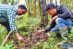 Sep.6,2017-- Photo taken on September 3 shows that Tseten Tashi (L) is planting and cultivating anoectochilus roxburghii with a local villager in the forest of Namgyagang Village, Medog Town. [Photo/Xinhua]