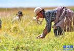 Sep.22,2017 -- Photo taken on September 18 shows that villagers of the North Village of Wenbu Town, Nyima County, Tibet Autonomous Region are harvesting forage grass at the artificial grasslands. [Photo/Xinhua]