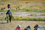 Sep.22,2017 -- Photo taken on September 18 shows that villagers of the North Village of Wenbu Town, Nyima County, Tibet Autonomous Region are collecting forage grass together. [Photo/Xinhua]