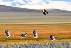 Sep.22,2017 -- A ruddy shelduck and a flock of barhead geese fly over a wetland in Nyima County, southwest China`s Tibet Autonomous Region, Sept. 19, 2017. Changtang National Nature Reserve is a wildlife paradise and home to a variety of wildlife species such as Tibetan antelopes, wild yaks, Tibetan wild donkeys and black-necked cranes. (Xinhua/Zhang Rufeng)