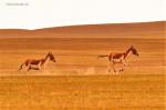 Sep.22,2017 -- Two Tibetan wild donkeys gallop on a pasture in Nyima County, southwest China`s Tibet Autonomous Region, Sept. 19, 2017. Changtang National Nature Reserve is a wildlife paradise and home to a variety of wildlife species such as Tibetan antelopes, wild yaks, Tibetan wild donkeys and black-necked cranes. (Xinhua/Zhang Rufeng)