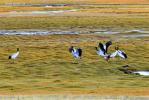 Sep.22,2017 -- Black-necked cranes are seen on a wetland in Nyima County, southwest China`s Tibet Autonomous Region, Sept. 19, 2017. Changtang National Nature Reserve is a wildlife paradise and home to a variety of wildlife species such as Tibetan antelopes, wild yaks, Tibetan wild donkeys and black-necked cranes. (Xinhua/Zhang Rufeng)