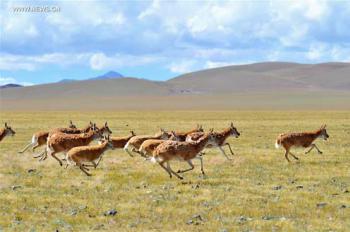 Wildlife paradise: Changtang National Nature Reserve in China's Tibet