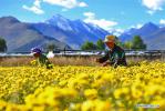 Oct. 8, 2017 -- Farmers harvest chrysanthemum for tea at an agricultural industrial park in Dagze County of Lhasa, southwest China`s Tibet Autonomous Region, Oct. 4, 2017. (Xinhua/Zhang Rufeng)