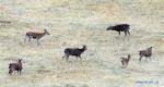 Oct. 8, 2017 -- Sika deer are seen in a meadow at the foot of Qilian Mountain in Qilian County of Haibei Tibetan Autonomous Prefecture, northwest China`s Qinghai Province, Oct. 6, 2017. More than 2,000 semi-wild red deer and sika deer were raised in a deer base here with an area of over 4,000 hectares.(Xinhua/Hou Deqiang)