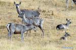 Oct. 8, 2017 -- Red deer are seen in a meadow at the foot of Qilian Mountain in Qilian County of Haibei Tibetan Autonomous Prefecture, northwest China`s Qinghai Province, Oct. 6, 2017. More than 2,000 semi-wild red deer and sika deer were raised in a deer base here with an area of over 4,000 hectares.(Xinhua/Hou Deqiang)