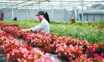 Oct. 17, 2017 -- Technical personnel of the modern agricultural demonstration area of Gyangze County are cultivating flowers. [China Tibet News/Tsewang, Tang Bin]