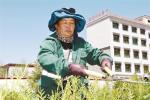 Oct.27,2017--A gardener is trimming the green belt. [Photo/China Tibet News]