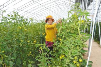 Tibet develops plateau ecological agriculture