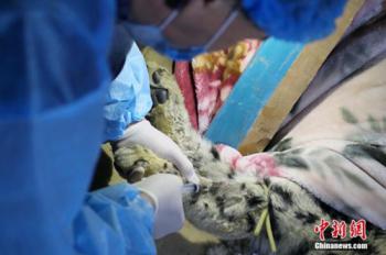 A snow leopard treated for injury on legs