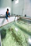 Nov.10,2017-- At the salmon breeding base, a worker is checking the growth condition of fish. [Photo/China Tibet News]
