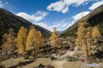 Nov. 16, 2017 -- Photo taken on Nov. 14, 2017 shows the forests at the foot of Yala mountain in Tibetan Autonomous Prefecture of Garze in southwest China`s Sichuan Province. (Xinhua/Jiang Hongjing)