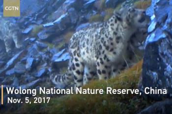 26 snow leopards spotted in SW China