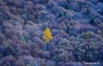 Nov. 20, 2017 -- Photo taken on Nov. 16, 2017 shows the scenery of the forests in Nyingchi, southwest China`s Tibet Autonomous Region. (Xinhua/Purbu Zhaxi)