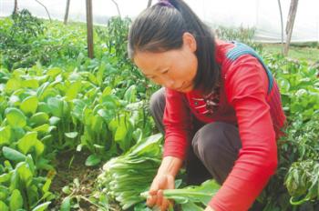 Nyingchi City develops characteristic industries to help local people get rich