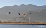 Nov. 24, 2017 -- Bar-headed geese fly over Lalu wetland in Lhasa, southwest China`s Tibet Autonomous Region, Nov. 23, 2017. Lalu wetland national nature reserve, with an altitude of about 3,600 meters, covers an area of nearly 13 square kilometers. Over 5,000 birds of more than 20 species inhabit here throughout the year. In winter, dozens of species of migratory birds flew to the wetland. (Xinhua/Zhang Rufeng)