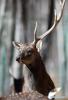 Nov. 27, 2017 -- A sika deer is seen at Qushui zoo in Lhasa, southwest China`s Tibet Autonomous Region, Nov. 23, 2017. From oxygen generation, temperature control to humidification, various methods have been implemented to accommodate animals to plateau conditions at the zoo. (Xinhua/Chogo)