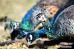 Nov. 27, 2017 -- Peacocks are seen at Qushui zoo in Lhasa, southwest China`s Tibet Autonomous Region, Nov. 23, 2017. From oxygen generation, temperature control to humidification, various methods have been implemented to accommodate animals to plateau conditions at the zoo. (Xinhua/Chogo)