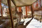 Nov. 27, 2017 -- A lynx is seen at Qushui zoo in Lhasa, southwest China`s Tibet Autonomous Region, Nov. 23, 2017. From oxygen generation, temperature control to humidification, various methods have been implemented to accommodate animals to plateau conditions at the zoo. (Xinhua/Jigme Dorje)