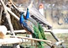 Nov. 27, 2017 -- Peacocks are seen at Qushui zoo in Lhasa, southwest China`s Tibet Autonomous Region, Nov. 23, 2017. From oxygen generation, temperature control to humidification, various methods have been implemented to accommodate animals to plateau conditions at the zoo. (Xinhua/Zhang Rufeng)