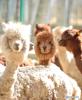 Nov. 27, 2017 -- Alpacas are seen at Qushui zoo in Lhasa, southwest China`s Tibet Autonomous Region, Nov. 23, 2017. From oxygen generation, temperature control to humidification, various methods have been implemented to accommodate animals to plateau conditions at the zoo. (Xinhua/Zhang Rufeng)