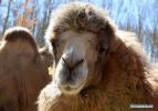 Nov. 27, 2017 -- A camel is seen at Qushui zoo in Lhasa, southwest China`s Tibet Autonomous Region, Nov. 23, 2017. From oxygen generation, temperature control to humidification, various methods have been implemented to accommodate animals to plateau conditions at the zoo. (Xinhua/Chogo)