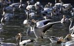 Nov. 27, 2017 -- Bar-headed geese are seen on the lake at Longwangtan Park in Lhasa, capital of southwest China`s Tibet Autonomous Region, Nov. 24, 2017. Groups of bar-headed geese retuned to the Lhasa river valley where they spend the winter season in November. (Xinhua/Chogo)