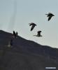 Nov. 27, 2017 -- Groups of bar-headed geese fly over the Lhasa river valley where they spend the winter season, southwest China`s Tibet Autonomous Region, Nov. 23, 2017. (Xinhua/Zhang Rufeng)