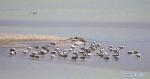 Nov. 27, 2017 -- Groups of bar-headed geese are seen in the Lhasa river valley where they spend the winter season, southwest China`s Tibet Autonomous Region, Nov. 23, 2017. (Xinhua/Jigme Dorje)