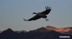 Nov. 27, 2017 -- A black-necked crane flies over the Lhasa river valley where it spends the winter season, southwest China`s Tibet Autonomous Region, Nov. 23, 2017. Tibet is currently temporary home to over 8,000 black-necked cranes. (Xinhua/Purbu Zhaxi)