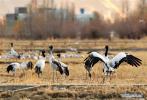 Nov. 27, 2017 -- Groups of black-necked cranes forage at the Lhasa river valley where they spend the winter season, southwest China`s Tibet Autonomous Region, Nov. 23, 2017. Tibet is currently temporary home to over 8,000 black-necked cranes. (Xinhua/Zhang Rufeng)