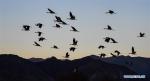 Nov. 27, 2017 -- Groups of black-necked cranes fly over the Lhasa river valley where they spend the winter season, southwest China`s Tibet Autonomous Region, Nov. 23, 2017. Tibet is currently temporary home to over 8,000 black-necked cranes. (Xinhua/Purbu Zhaxi)