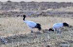 Nov. 27, 2017 -- Two black-necked cranes forage at the Lhasa river valley where they spend the winter season, southwest China`s Tibet Autonomous Region, Nov. 23, 2017. Tibet is currently temporary home to over 8,000 black-necked cranes. (Xinhua/Zhang Rufeng)