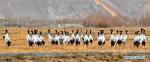 Nov. 27, 2017 -- Groups of black-necked cranes forage for food at the Lhasa river valley where they spend the winter season, southwest China`s Tibet Autonomous Region, Nov. 23, 2017. Tibet is currently temporary home to over 8,000 black-necked cranes. (Xinhua/Zhang Rufeng)