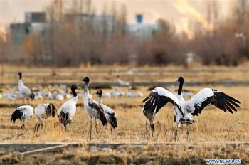 Black-necked cranes spend winter in SW China’s Tibet