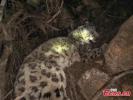 Nov. 28, 2017 -- An injured snow leopard is saved by a herder in Yushu Autonomous Prefecture, northwest China`s Qinghai Province, on November 24, 2017. (Photo: China News Service/Da Jie)