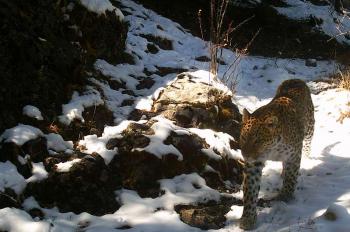 Infrared camera captures wild leopard in China's Qinghai