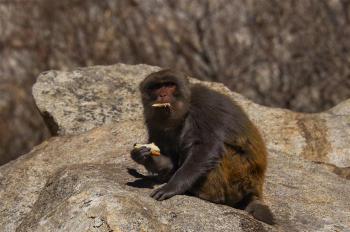 Tibetan macaques play at gorge in SW China