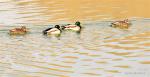 Dec. 26, 2017 -- Mallards swim in the Lhasa River, southwest China`s Tibet Autonomous Region, Dec. 24, 2017. The populations of bar-headed goose, ruddy shelduck and mallard have increased in Lhasa River. (Xinhua/Zhang Rufeng)