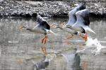 Dec. 26, 2017 -- Bar-headed geese fly over the Lhasa River, southwest China`s Tibet Autonomous Region, Dec. 24, 2017. The populations of bar-headed goose, ruddy shelduck and mallard have increased in Lhasa River. (Xinhua/Zhang Rufeng)