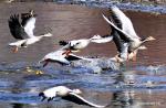 Dec. 26, 2017 -- Bar-headed geese fly over the Lhasa River, southwest China`s Tibet Autonomous Region, Dec. 24, 2017. The populations of bar-headed goose, ruddy shelduck and mallard have increased in Lhasa River. (Xinhua/Zhang Rufeng)