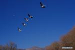 Dec. 26, 2017 -- A group of bar-headed geese fly over Dragon King Pool park in Lhasa, southwest China`s Tibet Autonomous Region, Dec. 25, 2017. The park is home to several species of migratory birds that come here during the winters. (Xinhua/Liu Dongjun)