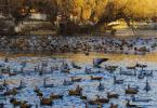 Dec. 26, 2017 -- Photo taken on Dec. 25, 2017 shows the migratory birds swimming at Dragon King Pool park in Lhasa, southwest China`s Tibet Autonomous Region. The park is home to several species of migratory birds that come here during the winters. (Xinhua/Liu Dongjun)