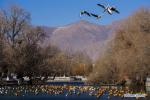 Dec. 26, 2017 -- Photo taken on Dec. 25, 2017 shows the migratory birds flying and swimming at Dragon King Pool park in Lhasa, southwest China`s Tibet Autonomous Region. The park is home to several species of migratory birds that come here during the winters. (Xinhua/Liu Dongjun)