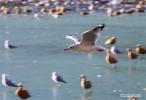 Dec. 26, 2017 -- A black-headed gull flies over the water in Dragon King Pool park in Lhasa, southwest China`s Tibet Autonomous Region, Dec. 25, 2017. The park is home to several species of migratory birds that come here during the winters. (Xinhua/Liu Dongjun)