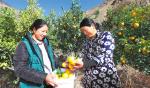 Dec. 29, 2017 -- At the Kangba tangerine planting base of Daxu Village, workers are picking tangerines. [China Tibet News/Tsewang, Tang Bin]
