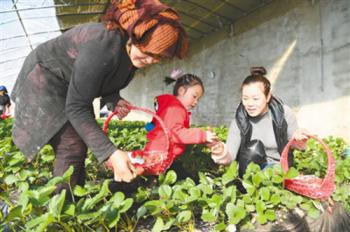 Eco-agricultural park in Doilungdeqen District enters into harvest season