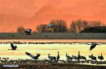 Jan. 3, 2018 -- Black-necked cranes are seen in Linzhou County of Lhasa City, capital of southwest China`s Tibet Autonomous Region, Jan. 1, 2018. Tibet has become the world`s largest winter habitat for critically endangered black-necked cranes. It is currently temporary home to over 8,000 black-necked cranes, around 80 percent of the world`s total population. (Xinhua/Zhang Rufeng)