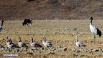Jan. 3, 2018 -- Black-necked cranes and bar-headed geese are seen in Linzhou County of Lhasa City, capital of southwest China`s Tibet Autonomous Region, Jan. 1, 2018. Tibet has become the world`s largest winter habitat for critically endangered black-necked cranes. It is currently temporary home to over 8,000 black-necked cranes, around 80 percent of the world`s total population. (Xinhua/Li Jun)