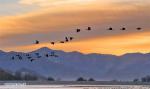 Jan. 3, 2018 -- Black-necked cranes are seen in a nature reserve in Linzhou County of Lhasa City, capital of southwest China`s Tibet Autonomous Region, Jan. 1, 2018. Tibet has become the world`s largest winter habitat for critically endangered black-necked cranes. It is currently temporary home to over 8,000 black-necked cranes, around 80 percent of the world`s total population. (Xinhua/Zhang Rufeng)